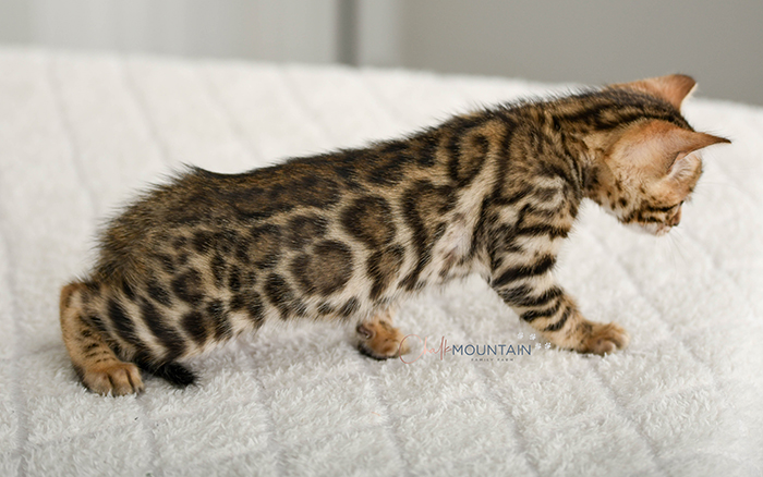 Bengal kitten for sale